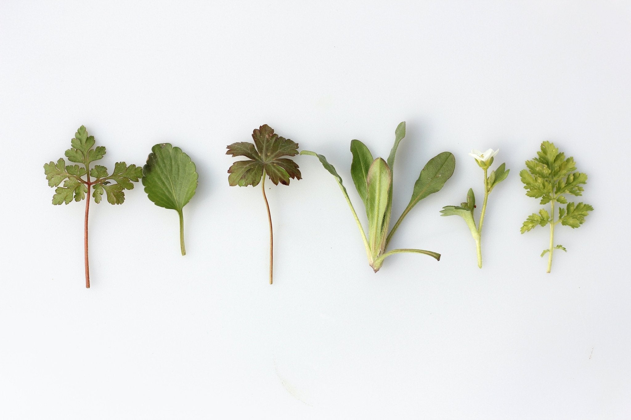 group of herbs on white background