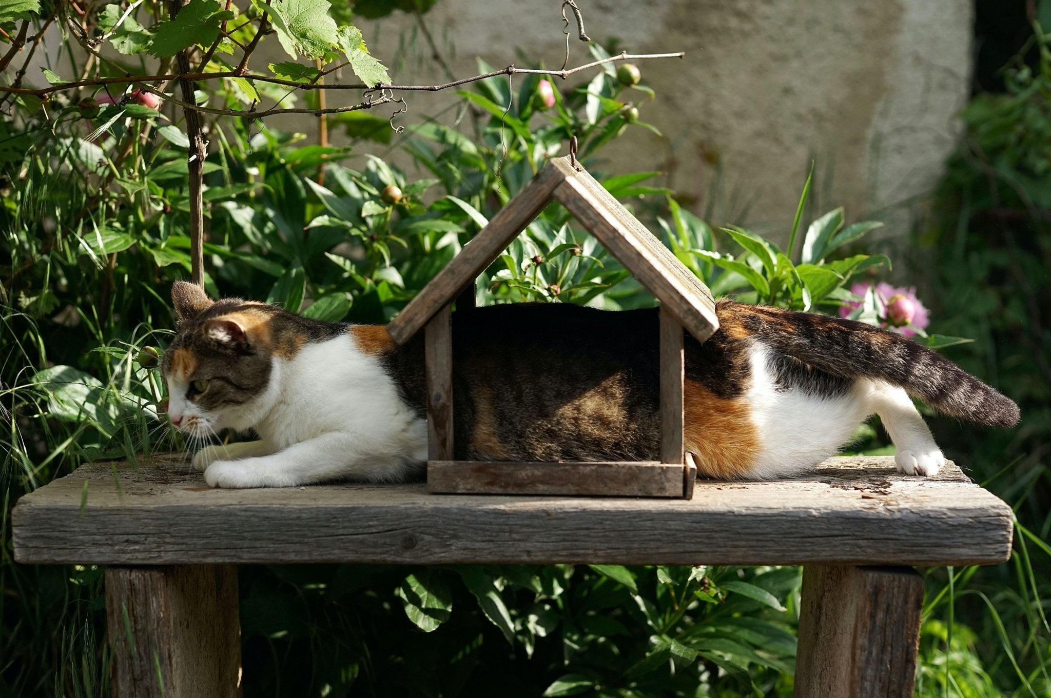 cat crawling through bird house